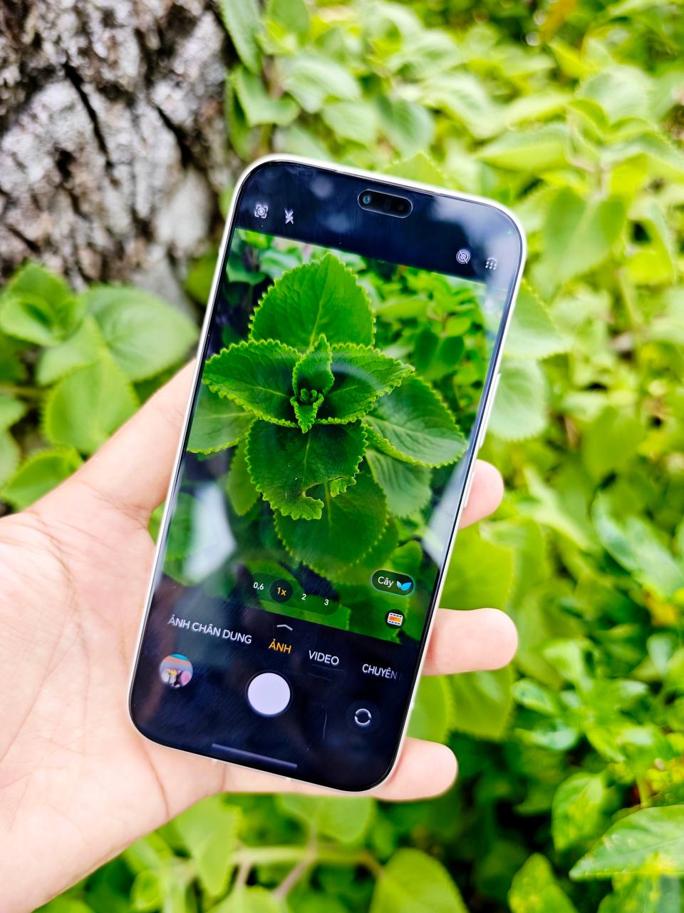 Honor 600 LTE