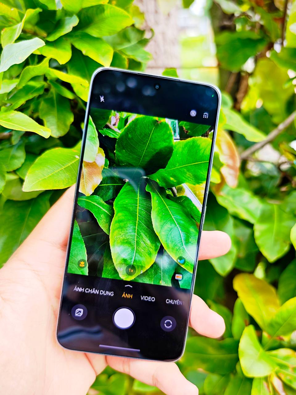 Honor 300
